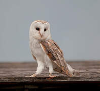 Western Barn Owl