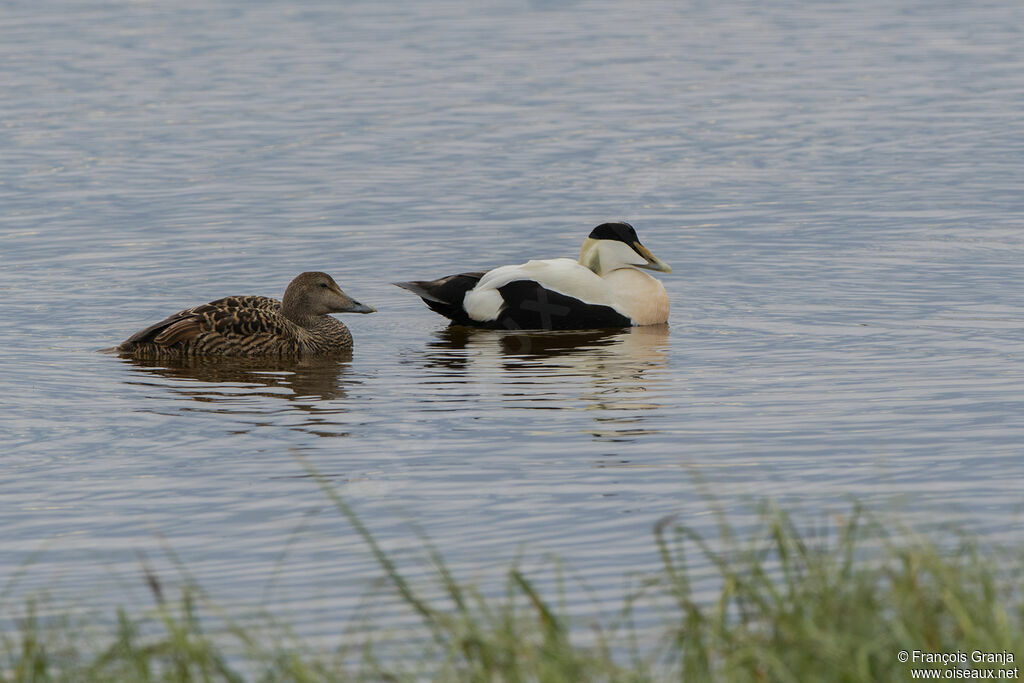 Eider à duvet