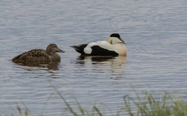 Eider à duvet