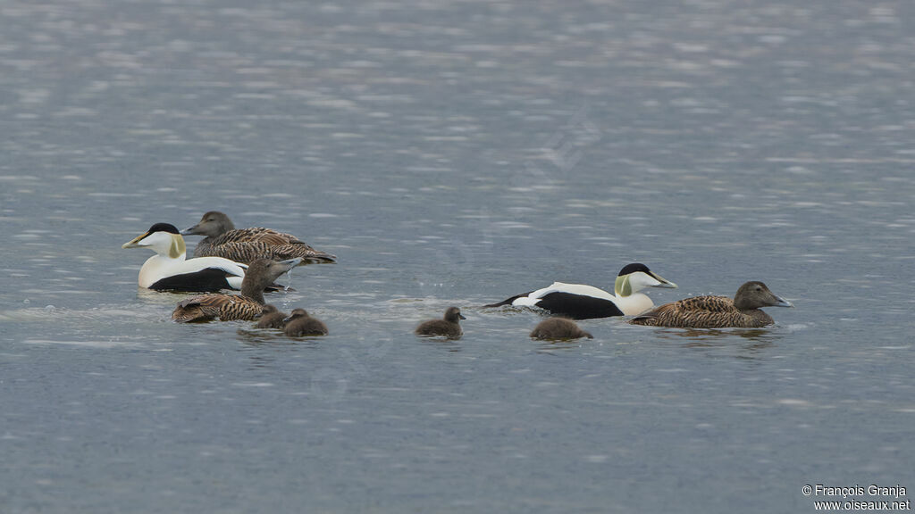 Eider à duvet