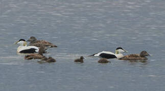 Common Eider