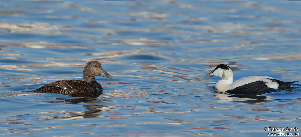 Common Eider