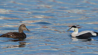 Eider à duvet