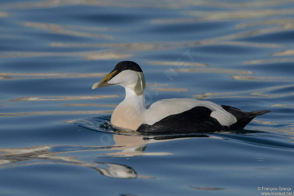 Common Eider male