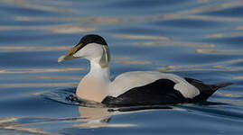 Eider à duvet