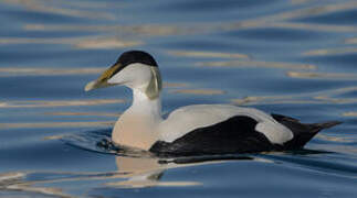 Common Eider