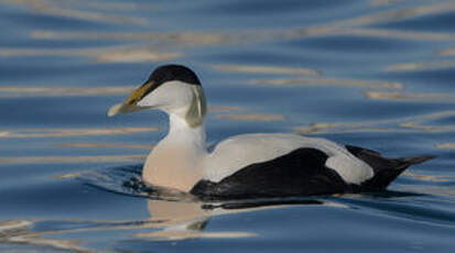 Eider à duvet