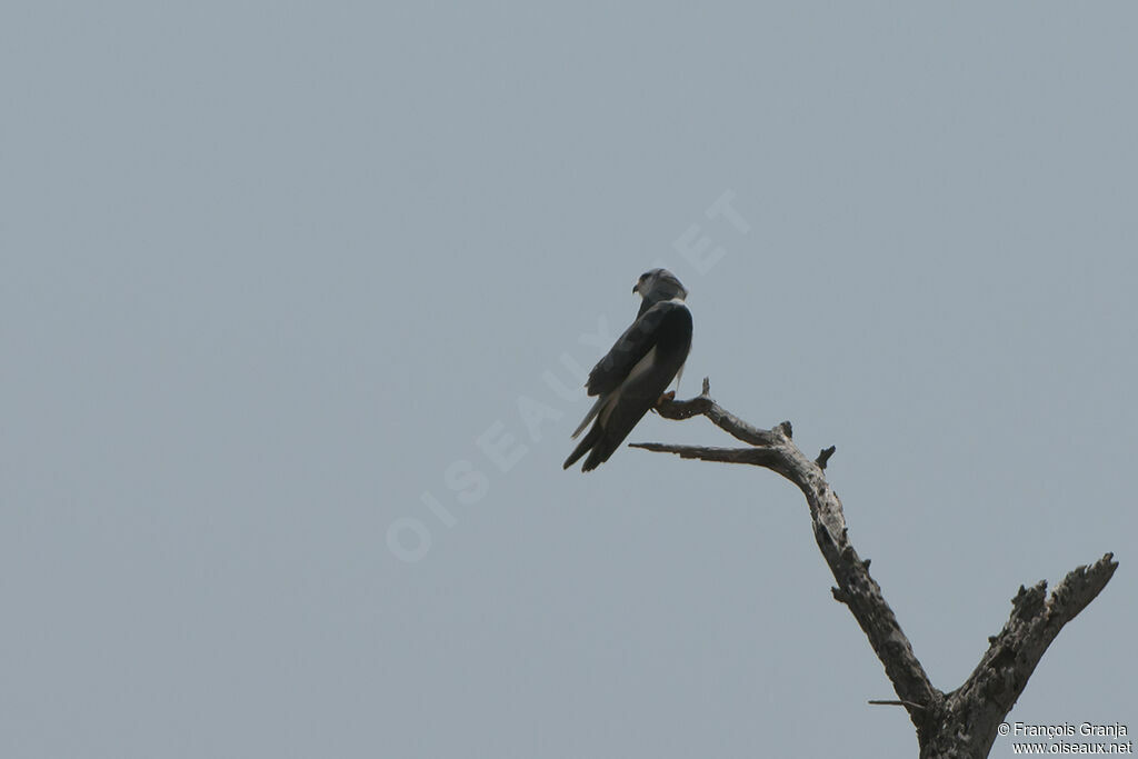 Black-winged Kiteadult