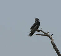 Black-winged Kite