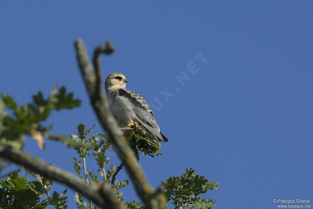 Black-winged Kitejuvenile