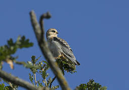 Black-winged Kite