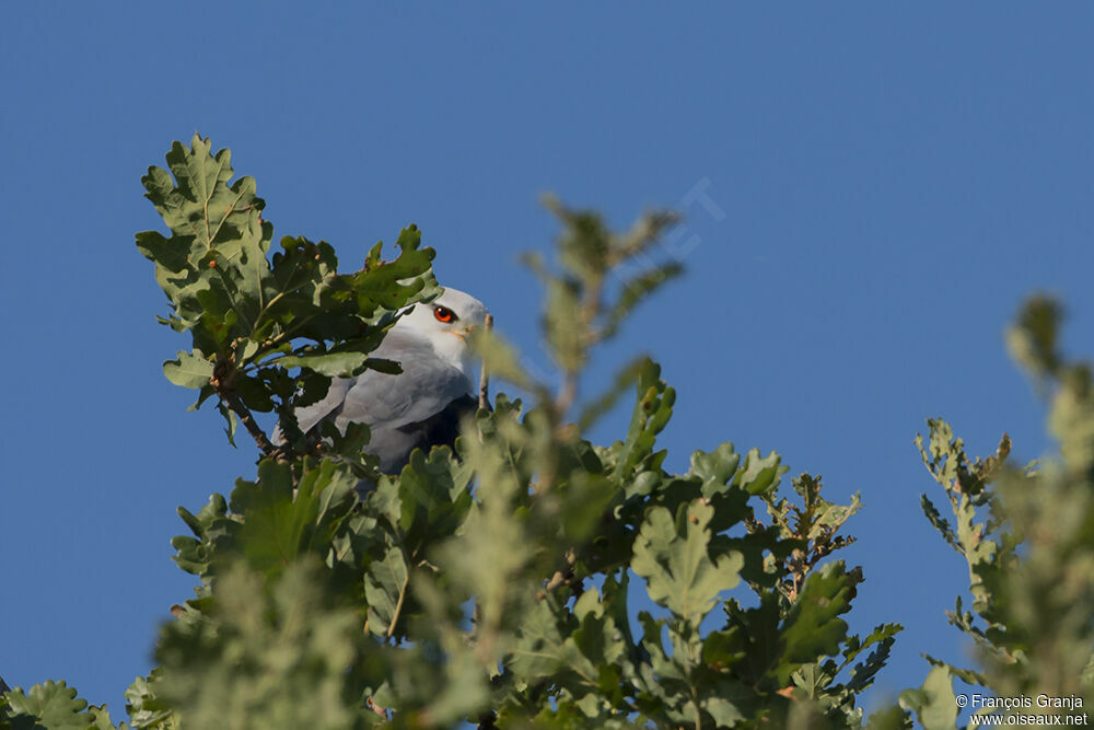 Black-winged Kiteadult