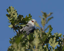 Black-winged Kite