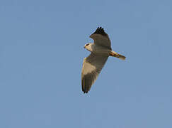 Black-winged Kite