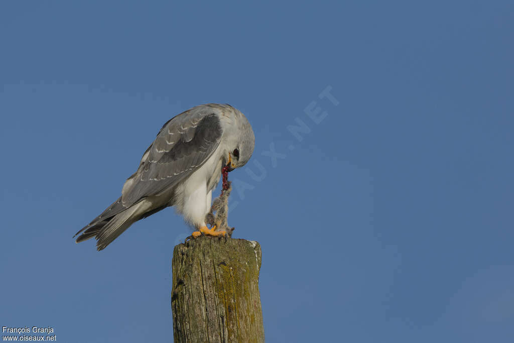 Black-winged Kiteimmature, eats