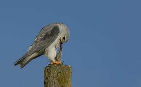 Black-winged Kite