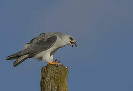 Black-winged Kite