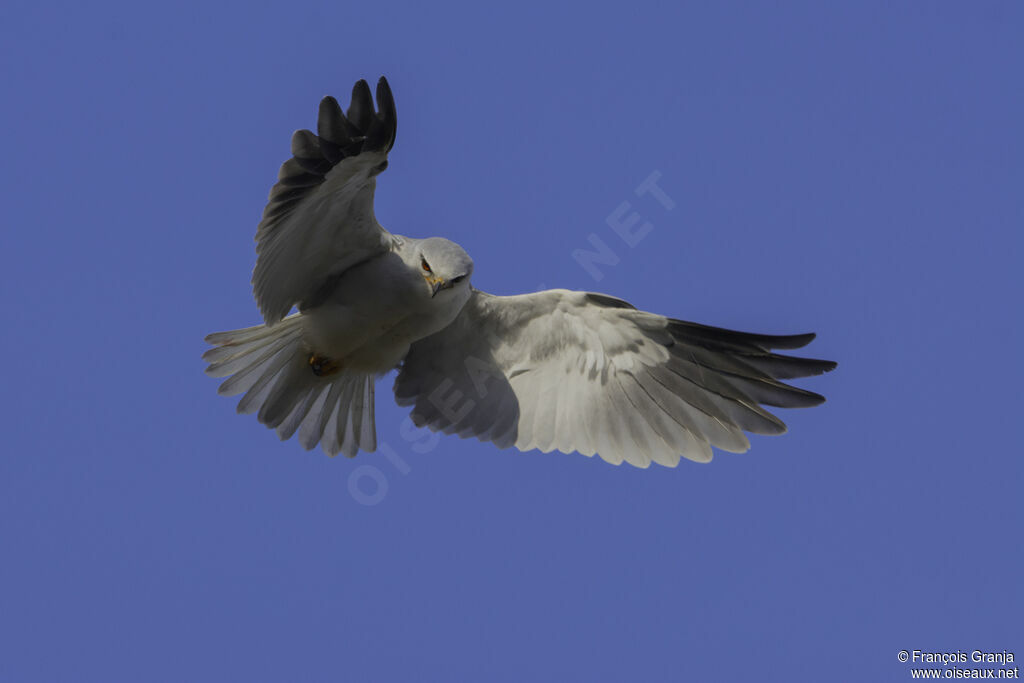 Black-winged Kite