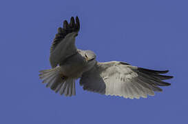 Black-winged Kite