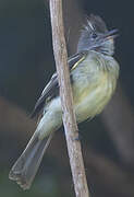 Yellow-bellied Elaenia