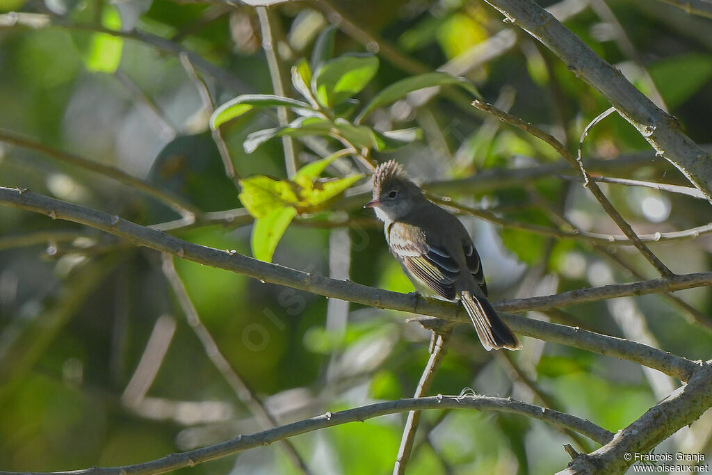 Yellow-bellied Elaenia