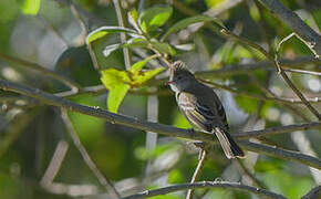 Yellow-bellied Elaenia