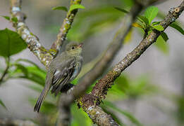 Mountain Elaenia