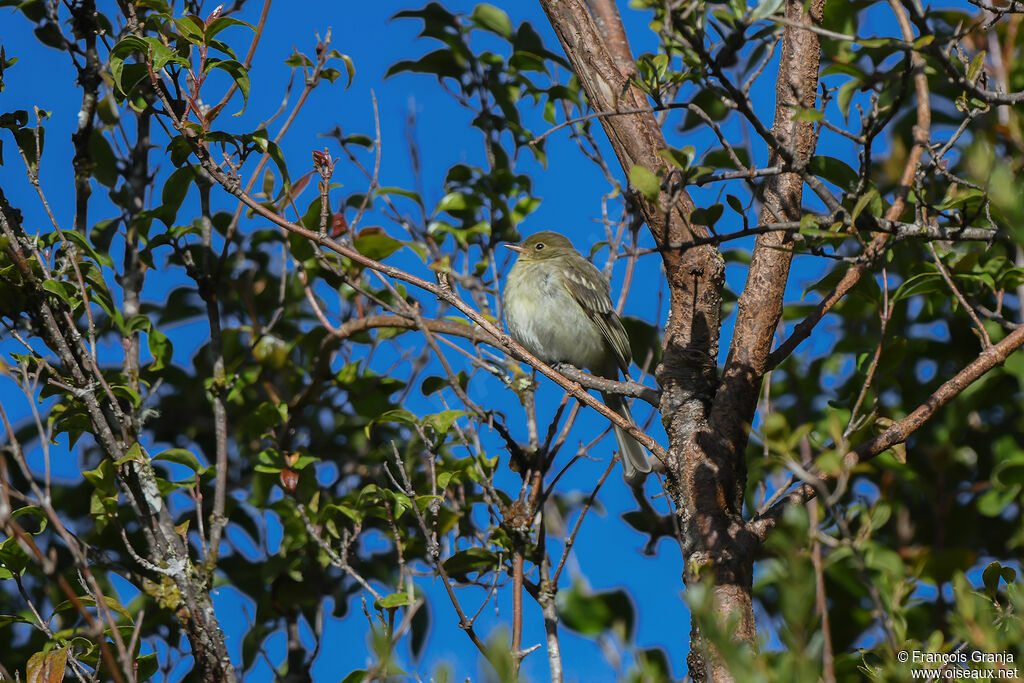 Mountain Elaenia