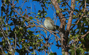 Mountain Elaenia