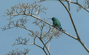 Blue-tailed Emerald