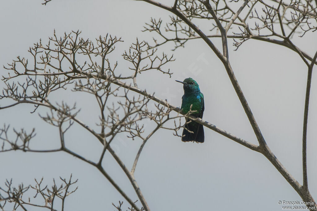 Blue-tailed Emerald