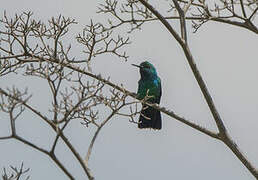 Blue-tailed Emerald