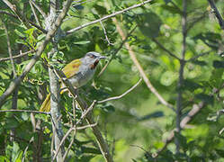 Grey-capped Warbler