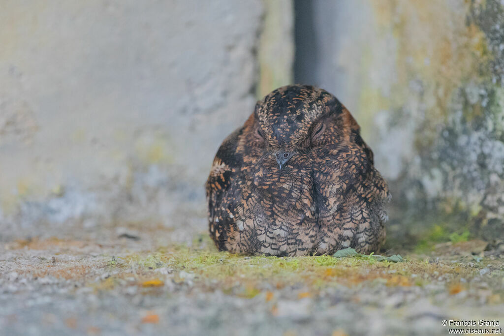 Band-winged Nightjar