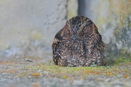 Band-winged Nightjar