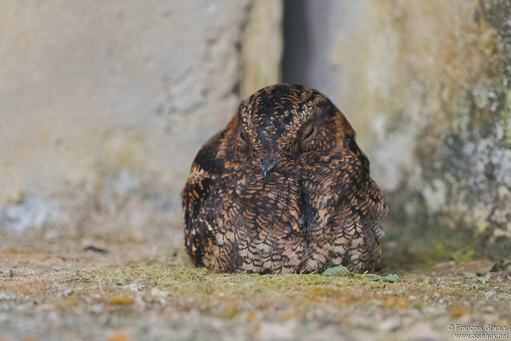 Band-winged Nightjar