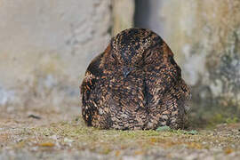 Band-winged Nightjar