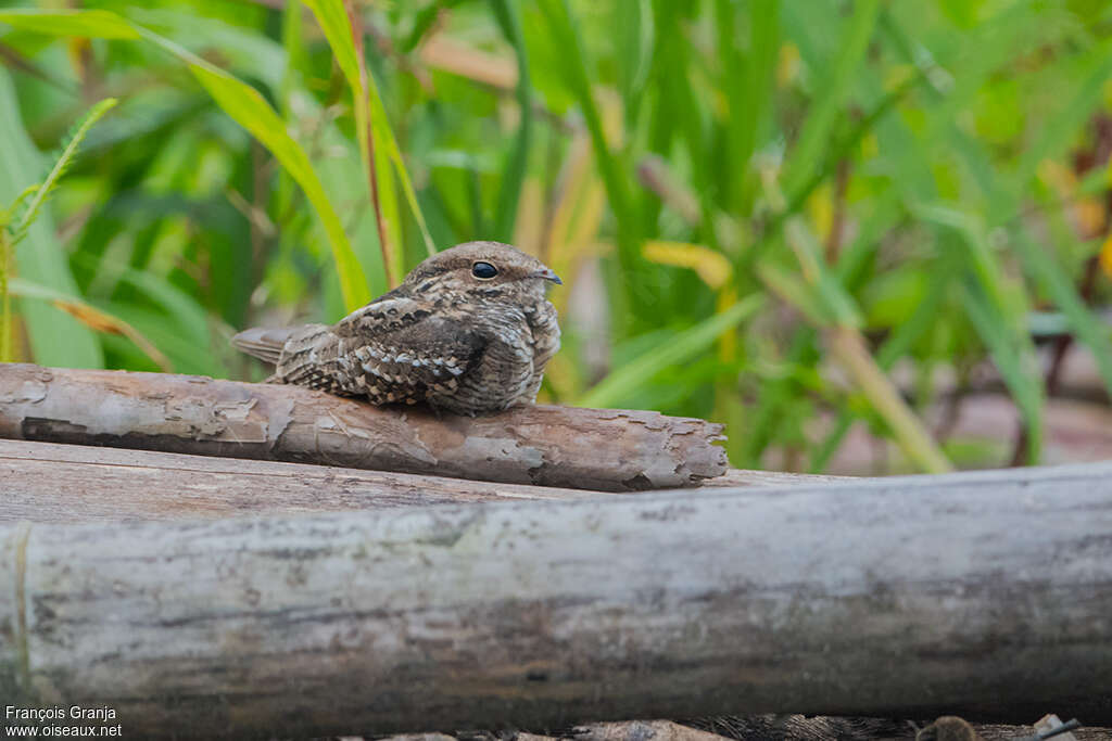 Ladder-tailed Nightjaradult, Behaviour