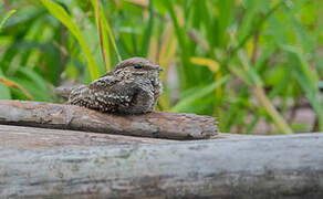 Ladder-tailed Nightjar