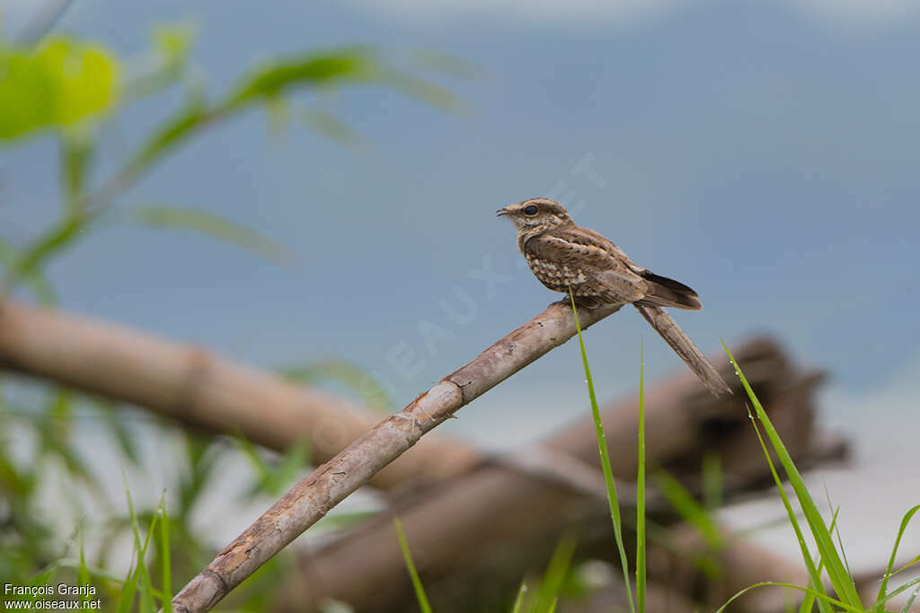 Ladder-tailed Nightjaradult, habitat, Behaviour