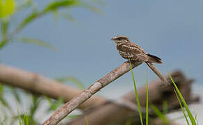 Ladder-tailed Nightjar