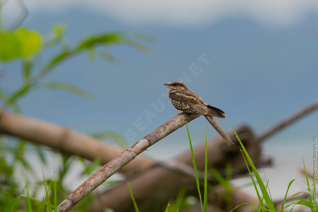 Ladder-tailed Nightjar