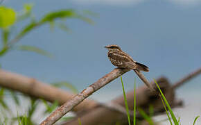 Ladder-tailed Nightjar