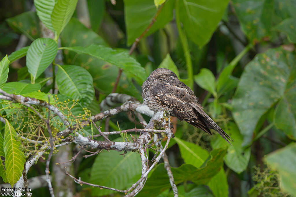 Ladder-tailed Nightjaradult, identification