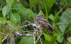 Ladder-tailed Nightjar