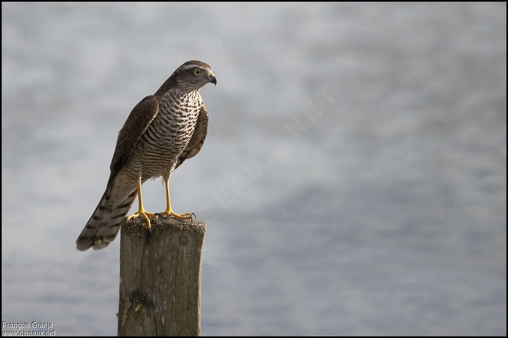 Eurasian Sparrowhawk, Behaviour