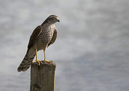 Eurasian Sparrowhawk