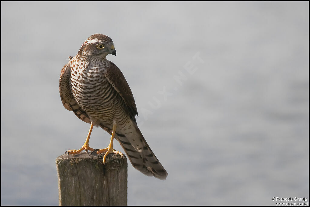 Eurasian Sparrowhawk female adult