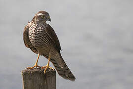 Eurasian Sparrowhawk