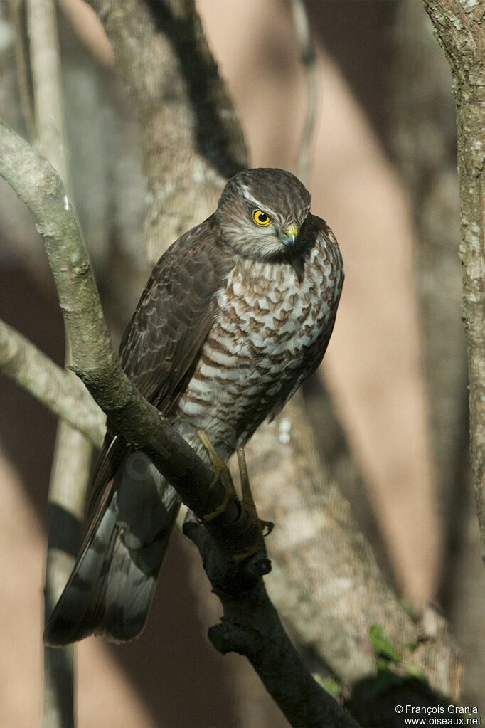 Eurasian Sparrowhawk female adult